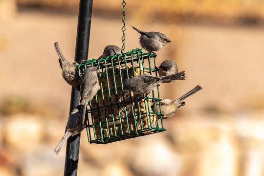 USA, New Mexico. Bushtits at suet feeder.