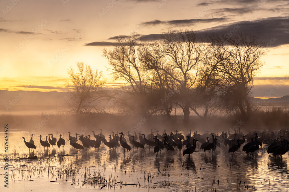 Canvas Prints USA, New Mexico, Bernardo Wildlife Management Area. Sandhill cranes in water on foggy sunrise.