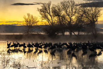 USA, New Mexico, Bernardo Wildlife Management Area. Sandhill cranes in water on foggy sunrise.