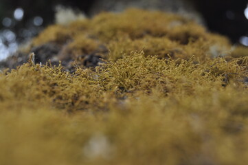 Musgo, detalle.