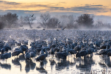 USA, New Mexico, Bernardo Wildlife Management Area. Sandhill cranes in water on foggy sunrise.