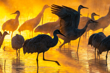 USA, New Mexico, Bernardo Wildlife Management Area. Sandhill cranes in water on foggy sunrise.