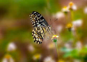 butterfly on a flower