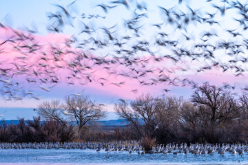 USA, New Mexico, Bernardo Wildlife Management Area. Blur of sandhill cranes in flight at sunset.