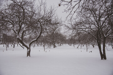 Monochrome winter landscape. Black trees on white snow.