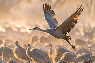 USA, New Mexico, Bernardo Wildlife Management Area. Sandhill crane taking flight on foggy sunrise.