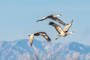 USA, New Mexico, Bernardo Wildlife Management Area. Sandhill cranes in flight at sunset.