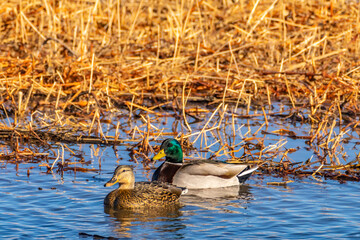 USA, New Mexico, Bosque del Apache National Wildlife Refuge. Mallard drake and hen.
