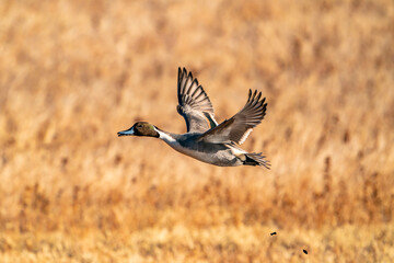 USA, New Mexico, Bosque del Apache National Wildlife Refuge. Pintail duck drake in flight.