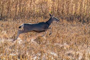 USA, New Mexico, Bernardo Wildlife Management Area. Mule deer jumping.