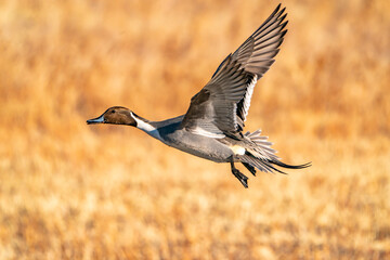 USA, New Mexico, Bosque del Apache National Wildlife Refuge. Pintail duck drake in flight.