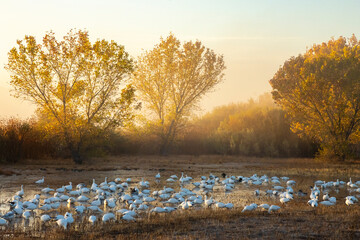 USA, New Mexico, Bosque del Apache National Wildlife Refuge. Snow geese feeding at sunrise.