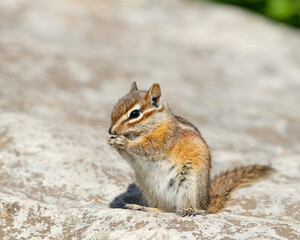 Least Chipmunk, Tamias minimus, Cibola National Forest, New Mexico