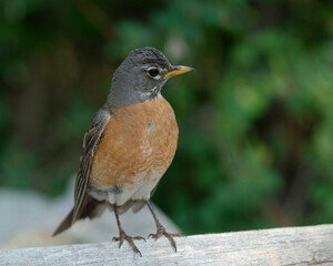 American Robin, Turdus migratorius, Cibola National Forest, New Mexico