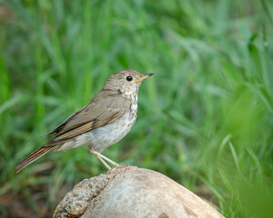 Hermit Thrush, Catharus auduboni, Capulin Springs, New Mexico