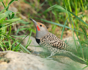 Northern Flicker, Colaptes auratus, Cibola National Forest, New Mexico