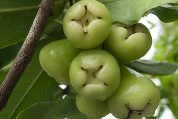 Close-up of a cluster of green rose apples on a tree with green leaves.