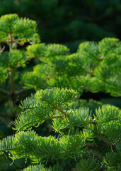 White fir needles, Abies concolor, Capulin Springs Trail, Sandia Mountains, New Mexico