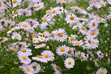 Blume Astern Aster in rosa, pink