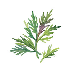Naklejka premium Watercolor greenery dill isolated on white background. Hand-drawn food seasoning for soup salad. Green leaves for cooking. Clipart element for kitchen menu cookbook cafe wallpaper wrapping sticker