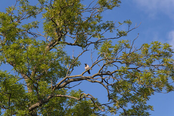 Gray crow sitting on branches with green foliage and blue sky on background.