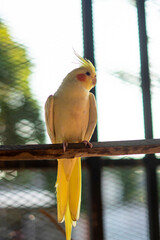 Yellow cockatiel on a branch. Young male cockatiel seen sitting on the inside of its large cage