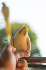 Yellow cockatiel on a branch. Young male cockatiel seen sitting on the inside of its large cage