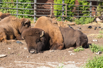 Fototapeta premium Bison. Wildlife in the largest and oldest zoo in Russia, Kaliningrad, Russia.