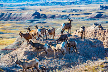 USA, South Dakota, Badlands National Park, Big Horn Sheep Herd