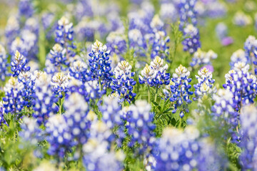 Obraz premium Johnson City, Texas, USA. Bluebonnet wildflowers in the Texas Hill Country.