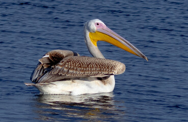 Beautiful Dalmatian Pelican bird swimming in lake with incredible blue water.
