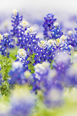 Spicewood, Texas, USA. Bluebonnet wildflowers in the Texas Hill Country.