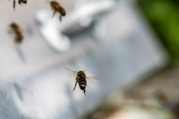 Flying bee returning back to beehive