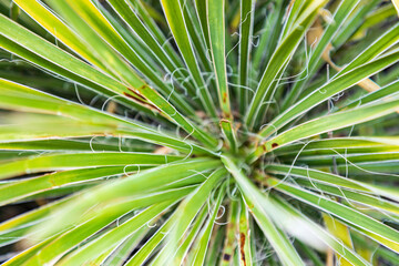 Llano, Texas, USA. Yucca plant in the Texas Hill Country.