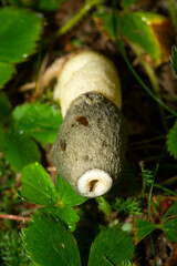Stinkhorn fungus in a lawn in Newbury, New Hampshire.