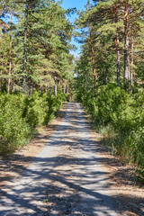 country road in the forest brightly illuminated by the sun