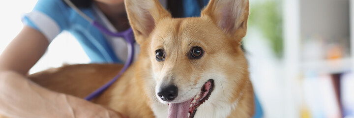 Veterinarian and puppy in veterinary clinic undergoing medical examination