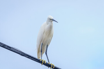 Heron, Cattle Egret on the wire of the light
