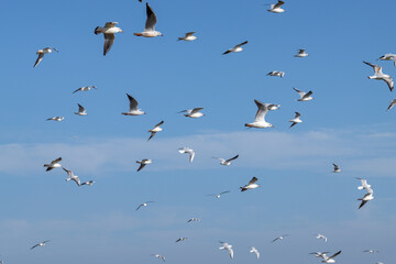 Seagulls flying in the sky over the seaport