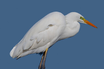 Ardea alba, common egret, large egret, great white egret, great white heron