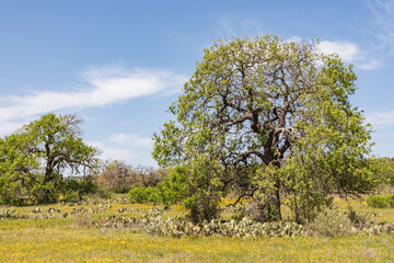 Fototapeta premium Marble Falls, Texas, USA. Tree and prickly pear cactus in the Texas Hill Country.