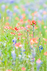 Llano, Texas, USA. Indian Paintbrush and Bluebonnet wildflowers in the Texas Hill Country.