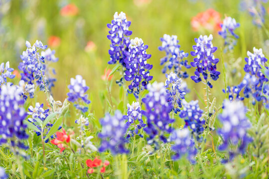 Llano, Texas, USA. Indian Paintbrush and Bluebonnet wildflowers in the Texas Hill Country.