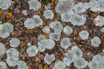 Lichens covering concrete floor.