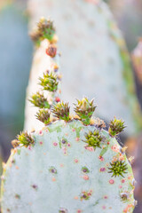 Llano, Texas, USA. Prickly pear cactus in the Texas Hill Country.