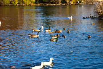 mallard ducks and Canadian geese swimming in rippling blue lake water at Centennial Park in...