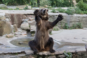 Close up of a bear. Wildlife in the largest and oldest zoo in Russia, Kaliningrad, Russia.