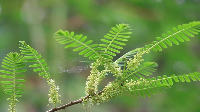 Blooming Indian gooseberry, Phyllanthus emblica. Indian gooseberry is an essential part of traditional herbal (Ayurvedic) medicines. Panning clip for b roll.