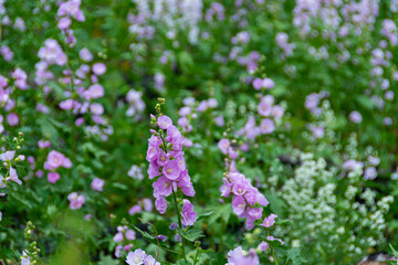 Obraz premium USA, Utah. Mountain Globemallow, Uinta-Wasatch-Cache National Forest