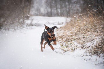Dog breed Miniature Pinscher runs in a snowy park in winter